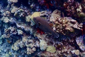 Wailea Beach: Snorkeling for Non-Swimmers Guided Tour