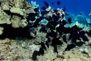 Wailea Beach: Snorkeling for Non-Swimmers Guided Tour