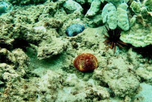 Wailea Beach: Snorkeling for Non-Swimmers Guided Tour