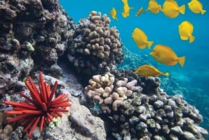 Wailea Beach: Snorkeling for Non-Swimmers Guided Tour