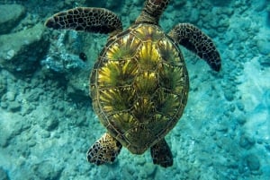 Wailea Beach: Snorkeling for Non-Swimmers Guided Tour