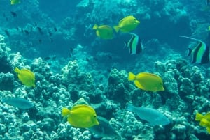 Wailea Beach: Snorkeling for Non-Swimmers Guided Tour