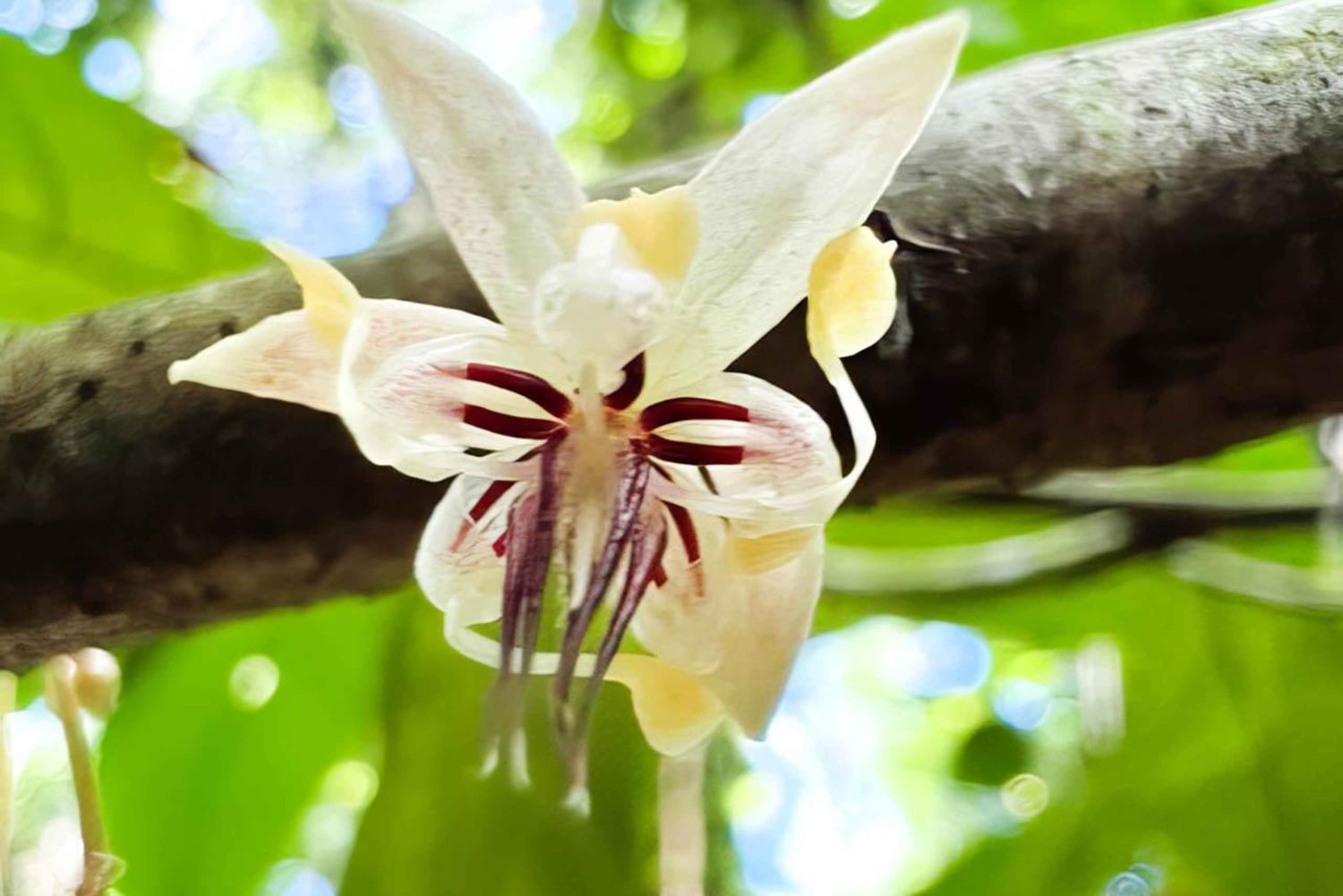 滝、チョコレートツアー、熱帯雨林、王室の歴史