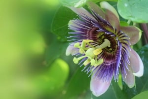 滝、チョコレートツアー、熱帯雨林、王室の歴史