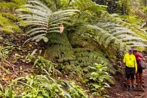 滝、チョコレートツアー、熱帯雨林、王室の歴史