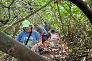 Oahu: Waterfall Hike via Scenic South Shore Drive