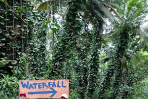 Oahu: Waterfall Hike via Scenic South Shore Drive