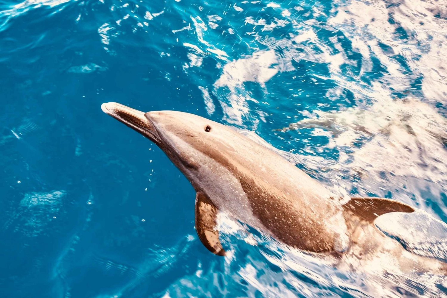 Länsi-O'ahu: Ou Ou: Delfiinien katselu ja snorklaus katamaraaniristeily
