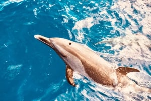 West O'ahu: observação de golfinhos e mergulho com snorkel no cruzeiro de catamarã