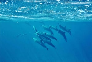 West O'ahu: catamarancruise dolfijnen spotten en snorkelen