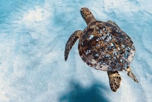West O'ahu: Delfinsafari og snorkling på katamarancruise