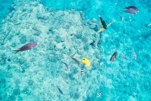 Västra O'ahu: Delfinskådning och snorkling med katamarankryssning