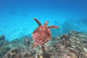 West O'ahu: Delfinsafari og snorkling på katamarancruise