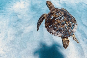 West O'ahu: rejs katamaranem z obserwacją delfinów i snorkelingiem