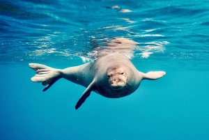 West O'ahu: rejs katamaranem z obserwacją delfinów i snorkelingiem