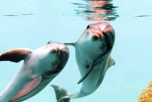 Zeil naar West-Oahu met lunch, dolfijnen en snorkelen