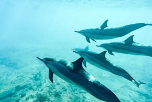 Purjehdus Länsi-Oahulle lounaan, delfiinien ja snorklauksen kanssa