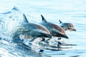 Naviguez vers l'ouest d'Oahu avec déjeuner, dauphins et plongée en apnée