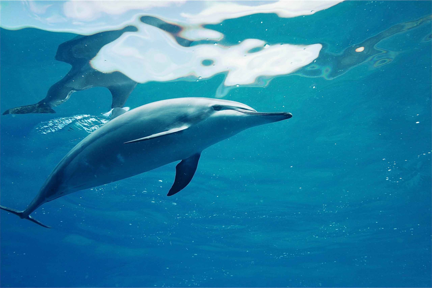 West O'ahu: Swim with Dolphins Catamaran Cruise