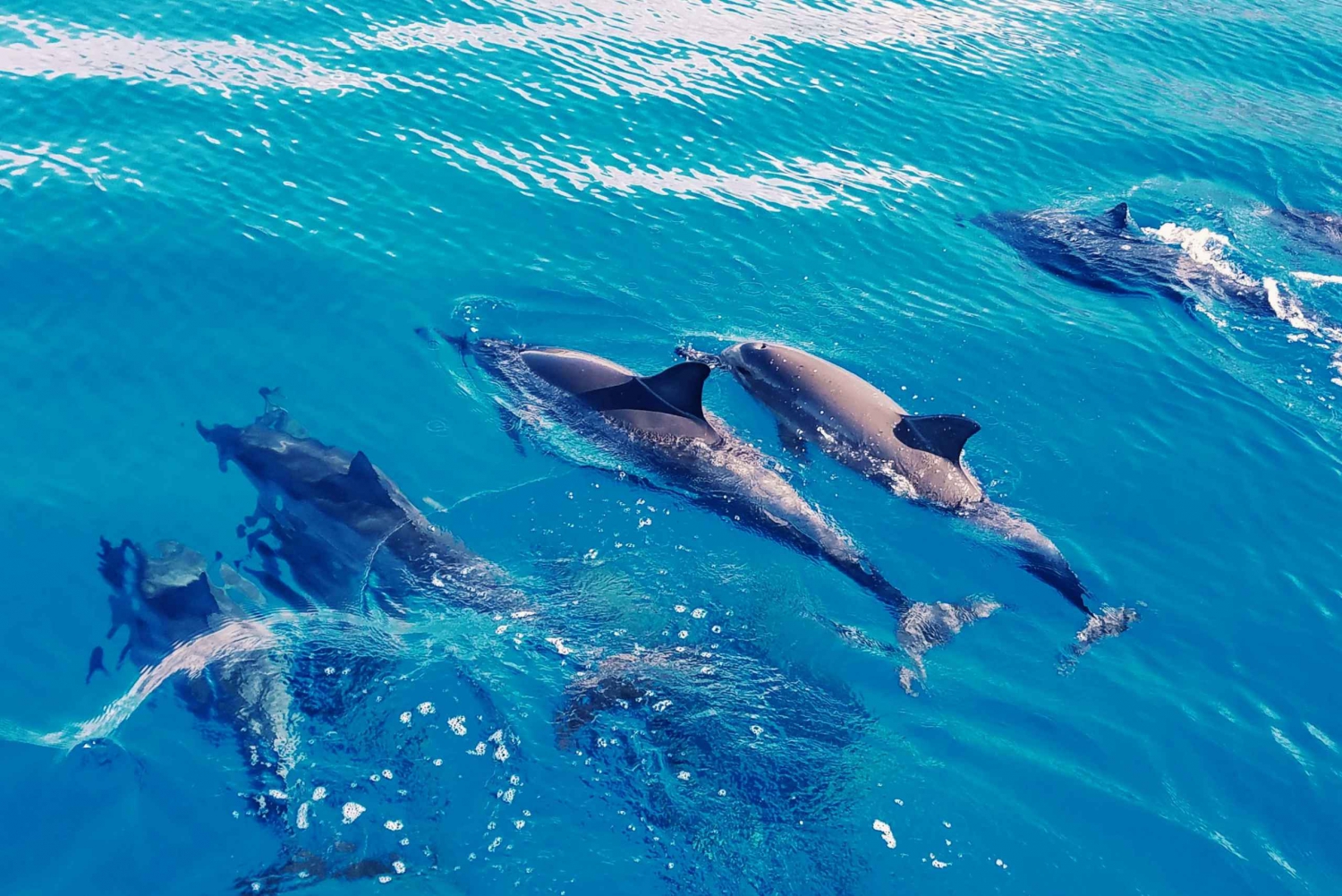 West O'ahu: crociera in catamarano Nuota con i delfini