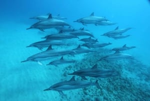 Oeste de O'ahu Crucero en catamarán para nadar con delfines