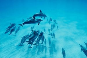 Länsi-O'ahu: Oahu: Ui delfiinien kanssa - Katamaraaniristeily