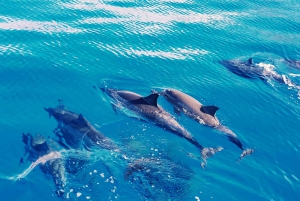 West O'ahu: crociera in catamarano Nuota con i delfini