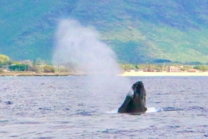 West O'ahu: crociera in catamarano Nuota con i delfini