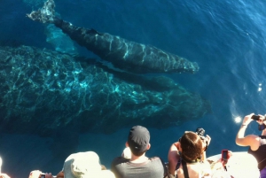 Osservazione delle balene in barca a vela Ma'alaea