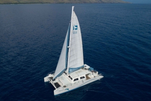 Hvalsafari Sail Ma'alaea