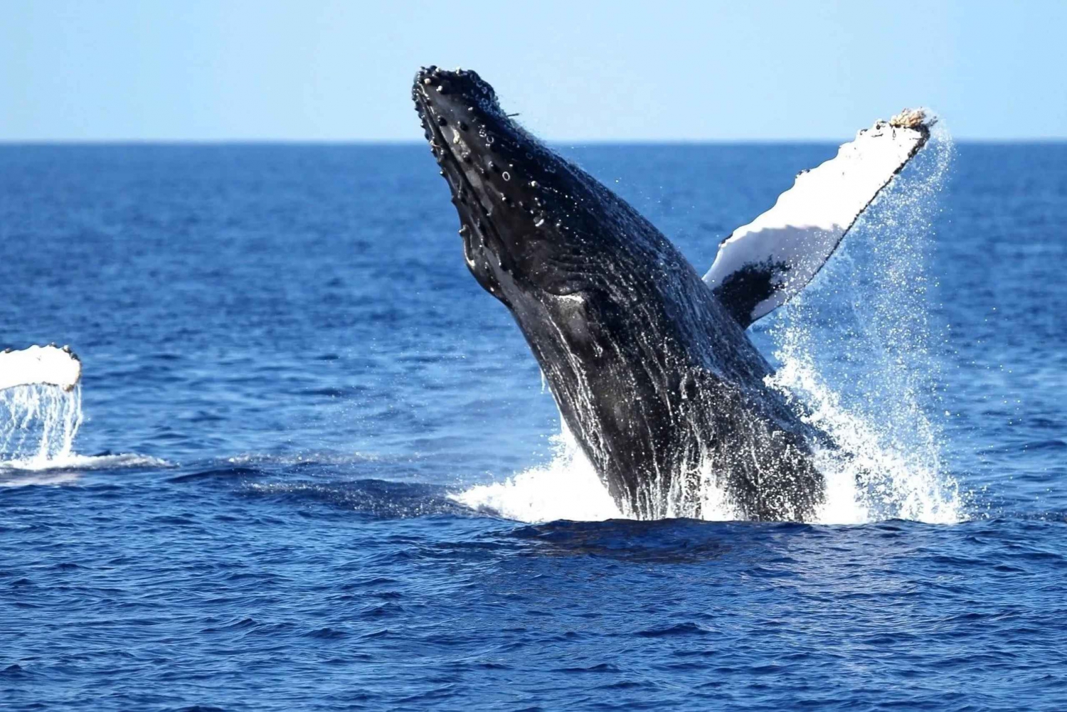 Honolulu: Cruzeiro de observação de baleias em Waikiki com guia