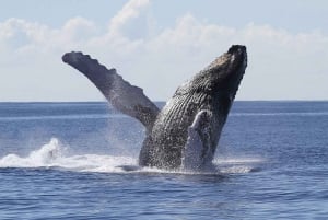 Honolulu: Whale Watching Cruise in Waikiki with Guide