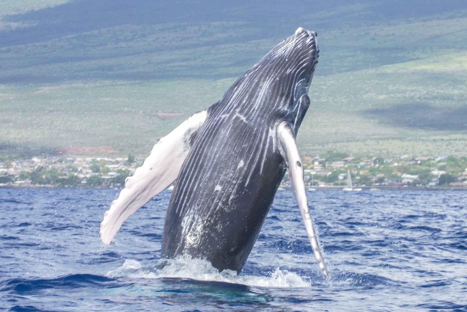 Au départ de Maalaea : Croisière d'observation des baleines en catamaran avec boissons