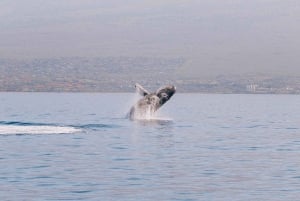 Maui: Morgensegeln mit den Walen Ma'alaea