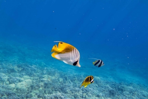 Maui: 3,5-godzinne nurkowanie z rurką na Molokini