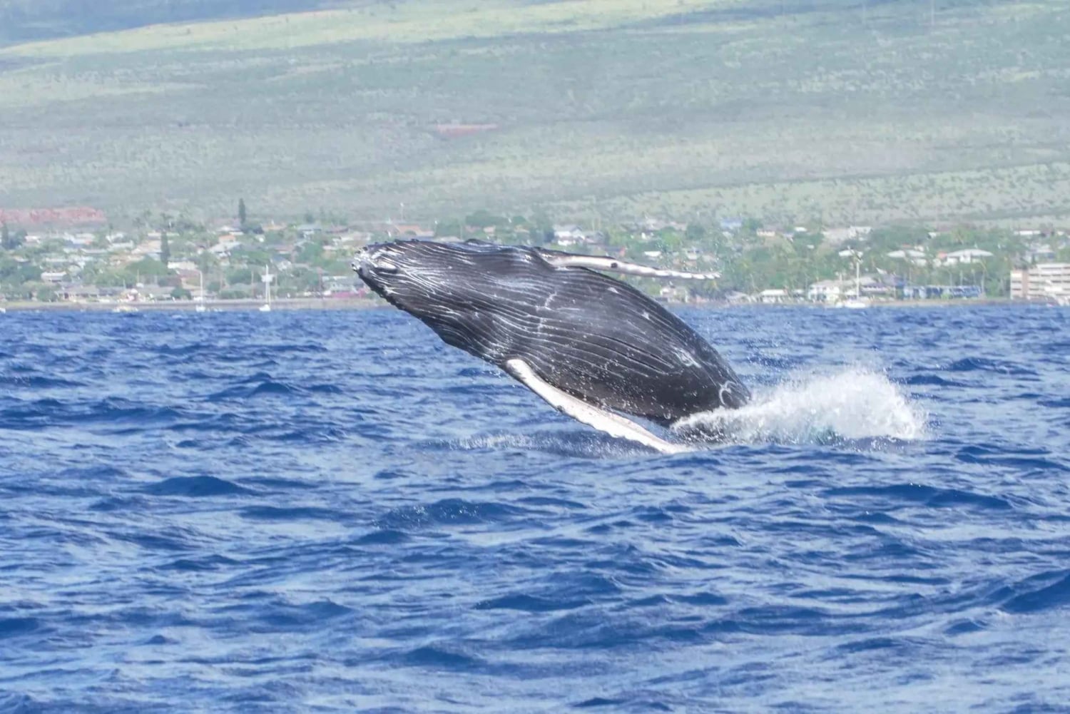 Crociera per l'osservazione delle balene a Winona - Porto di Maalaea