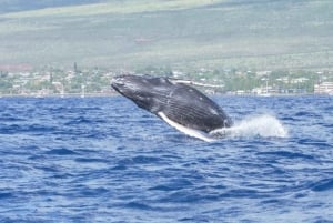 Crociera per l'osservazione delle balene a Winona - Porto di Maalaea