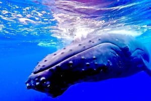 Crociera per l'osservazione delle balene a Winona - Porto di Maalaea