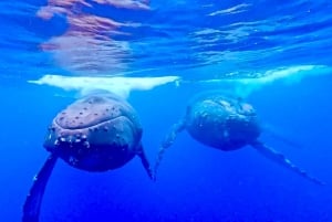 Crociera per l'osservazione delle balene a Winona - Porto di Maalaea