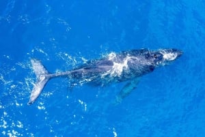 Crociera per l'osservazione delle balene a Winona - Porto di Maalaea