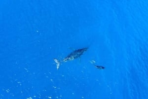 Crociera per l'osservazione delle balene a Winona - Porto di Maalaea