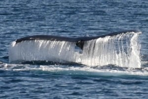 Crociera per l'osservazione delle balene a Winona - Porto di Maalaea