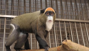 Hong Kong Zoological and Botanical Gardens