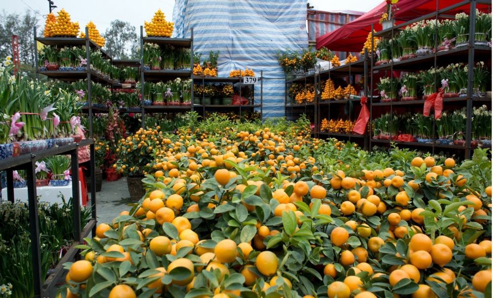 Kumquat - popular plant for Lunar New Year 