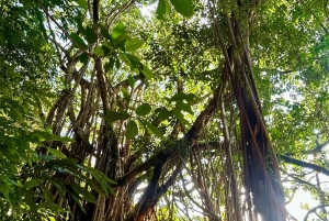 Hong Kong: 360 Panorama Sunset Hike to the Peak with Local