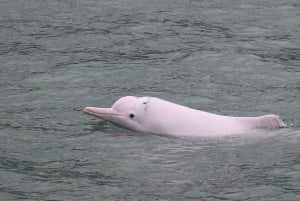 Hong Kong: Dolphin Cruise, Big Buddha, & Lantau Island Tour