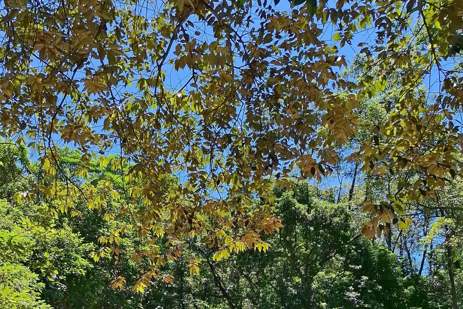 Hongkong: Metsäterapia- ja tuoksurullatyöpaja