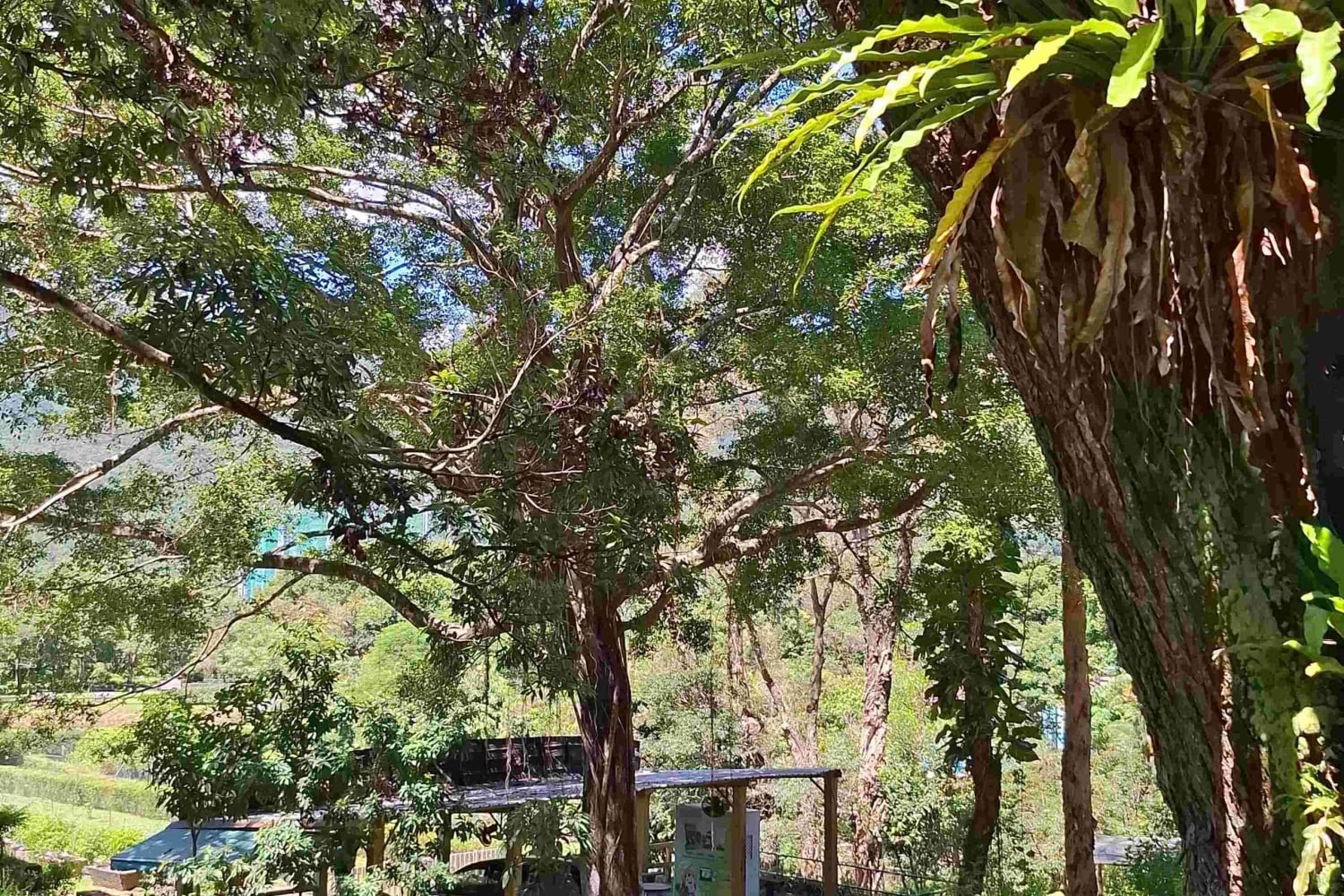 Hongkong: Metsäterapia- ja tuoksurullatyöpaja