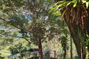 Hong Kong: terapia forestale e laboratorio di rollerball profumati