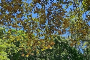 Hongkong: Metsäterapia- ja tuoksurullatyöpaja